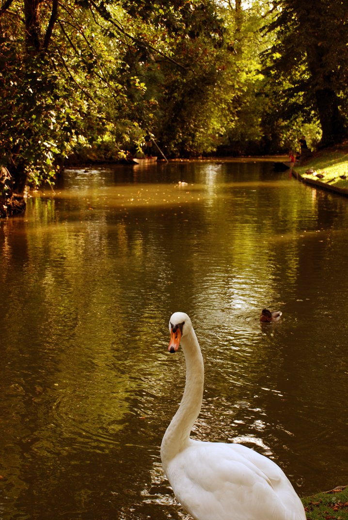 a swan in the water with its neck turned