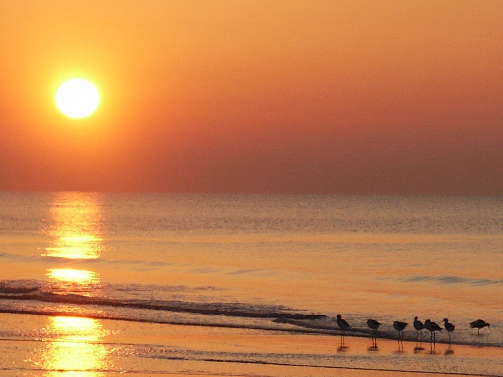 many birds stand on the beach as the sun is setting