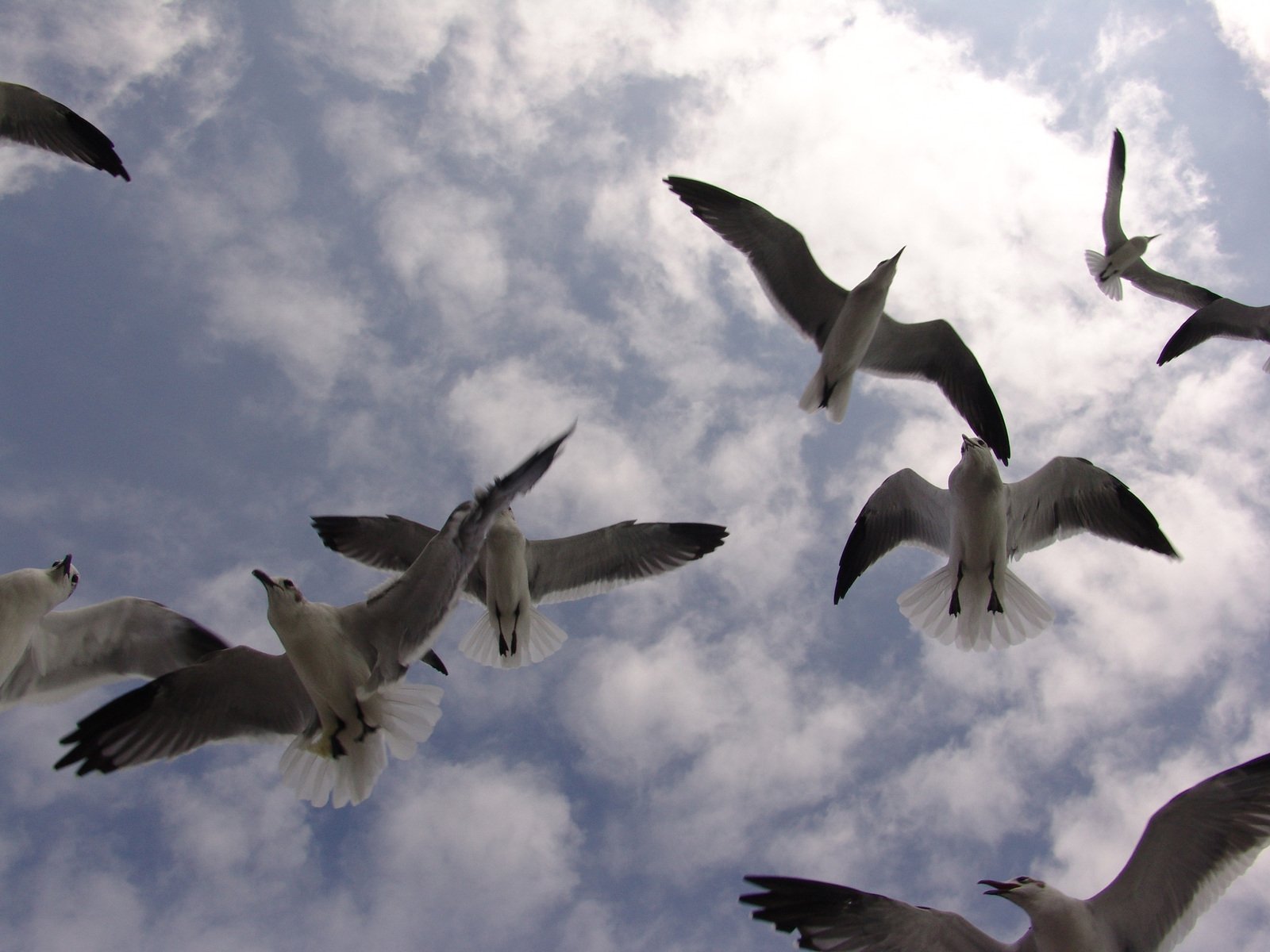 a group of birds flying through the air