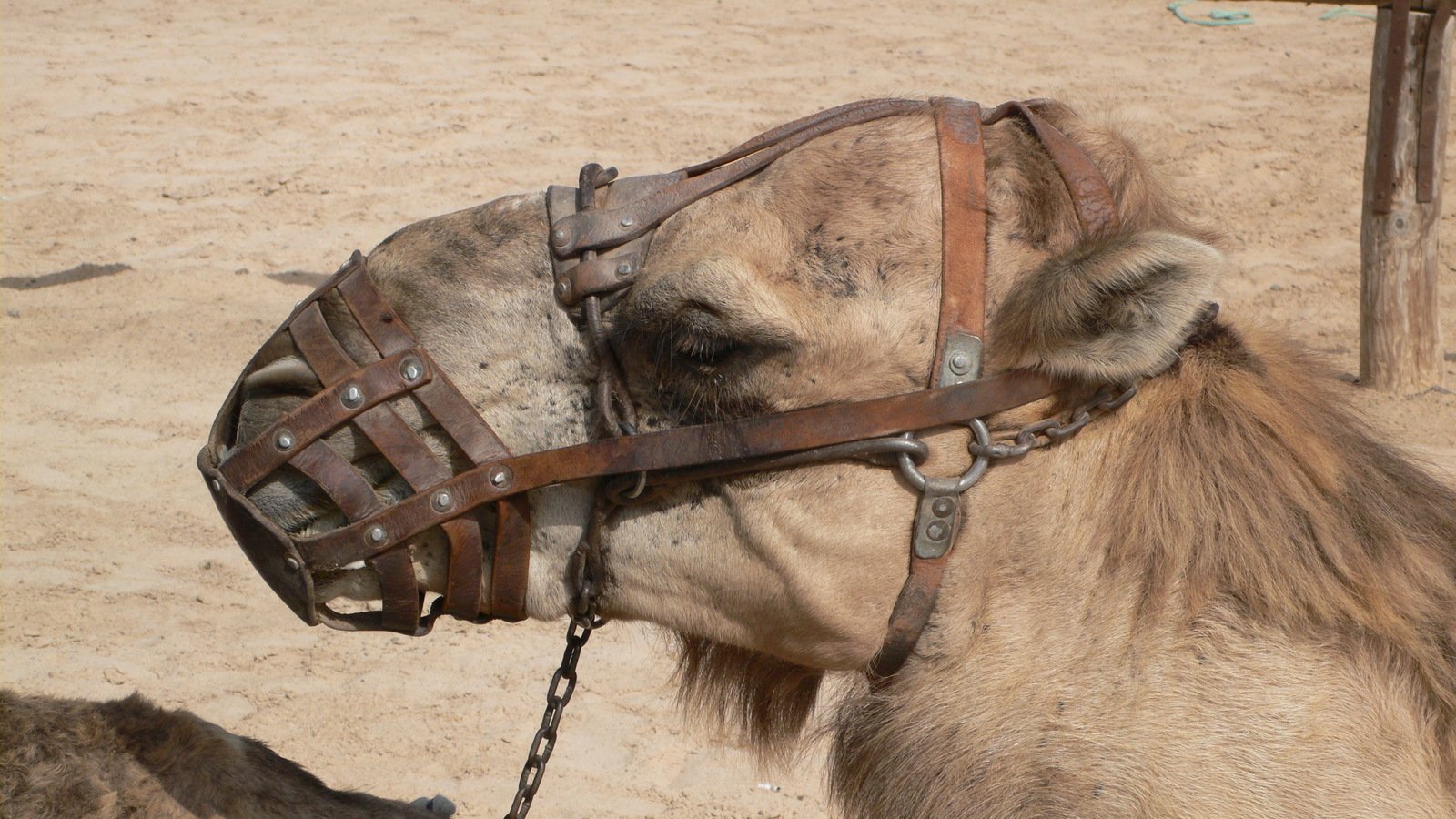 a camel with it's head over the ground