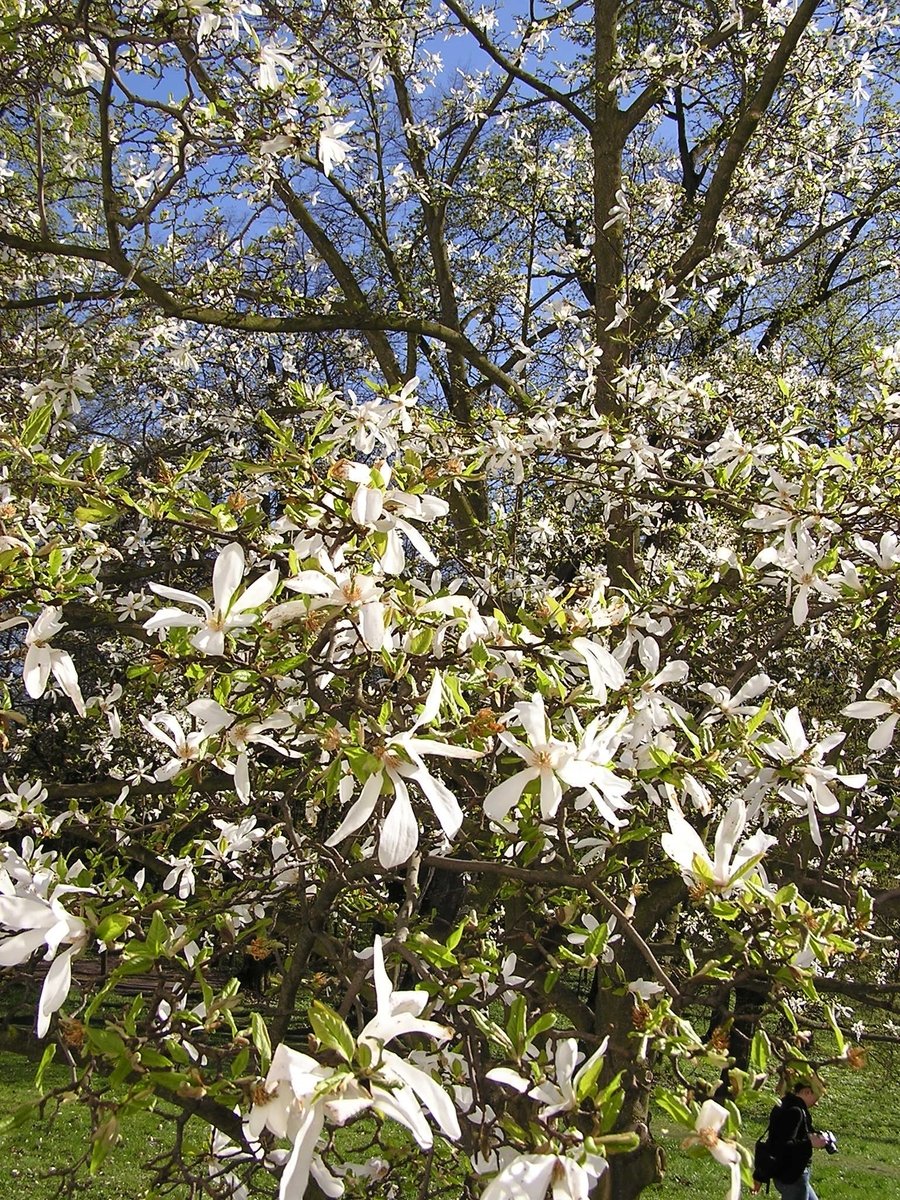 the tree is in bloom in the garden