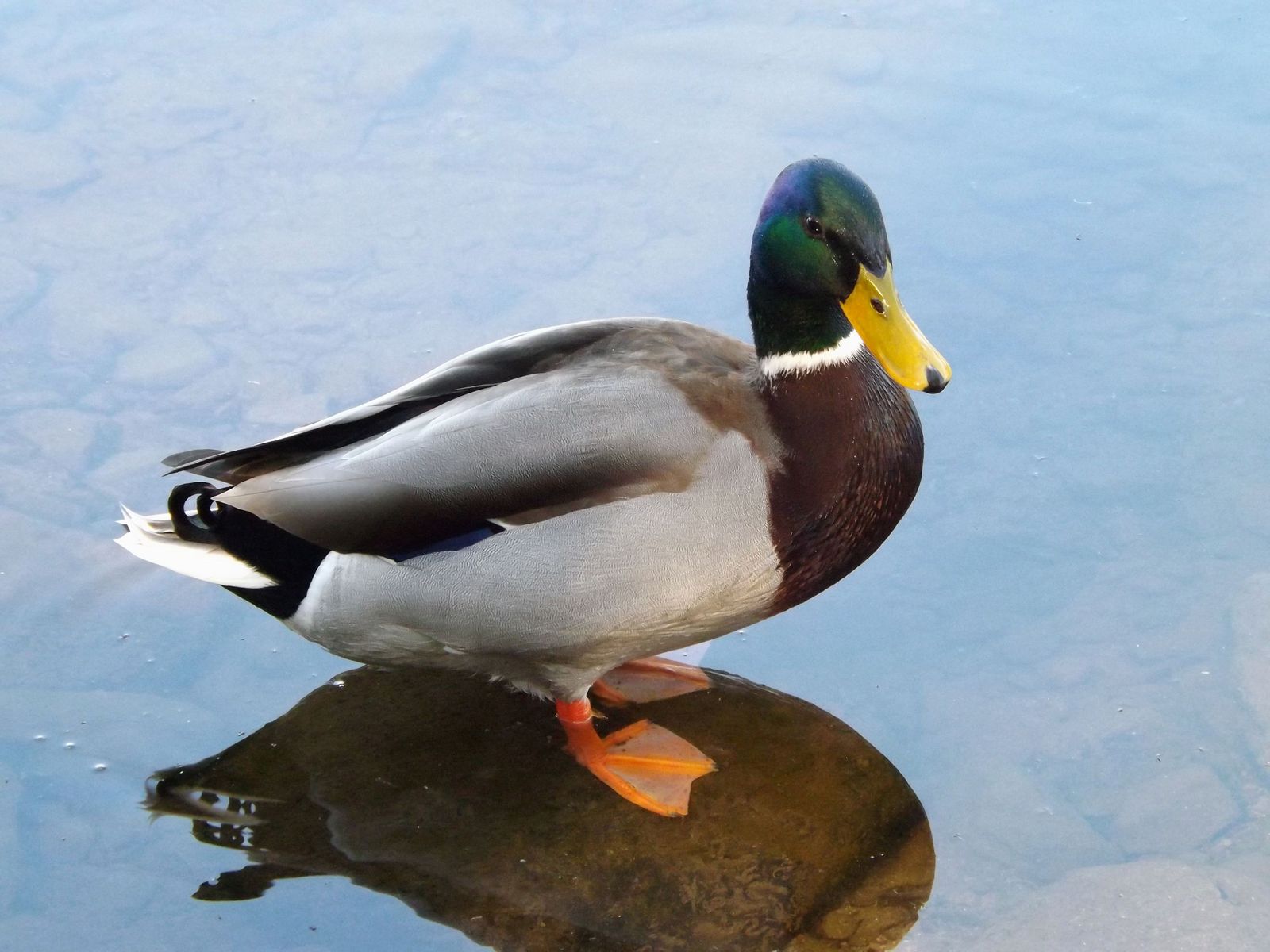 the duck has yellow feet, and it is standing on a rock in the water