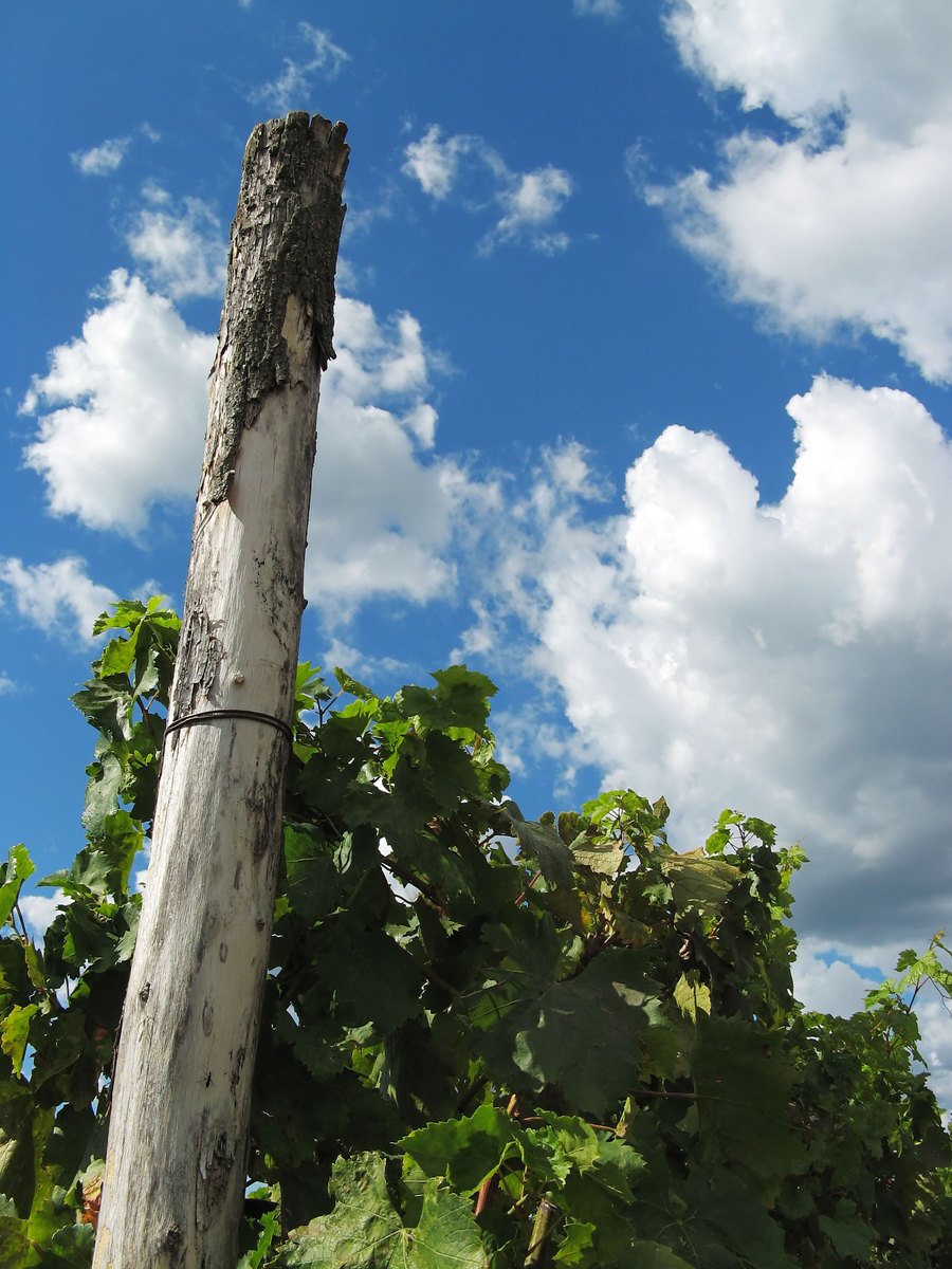 a wooden pole sitting between trees on the beach