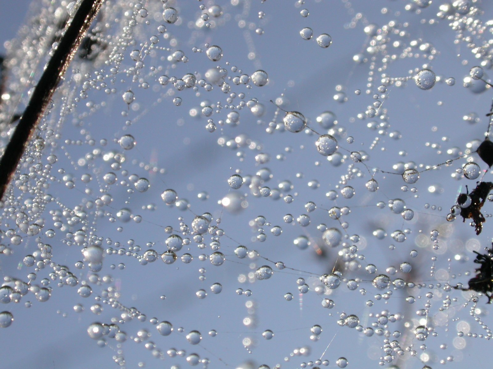 drops of rain are seen against a blue sky