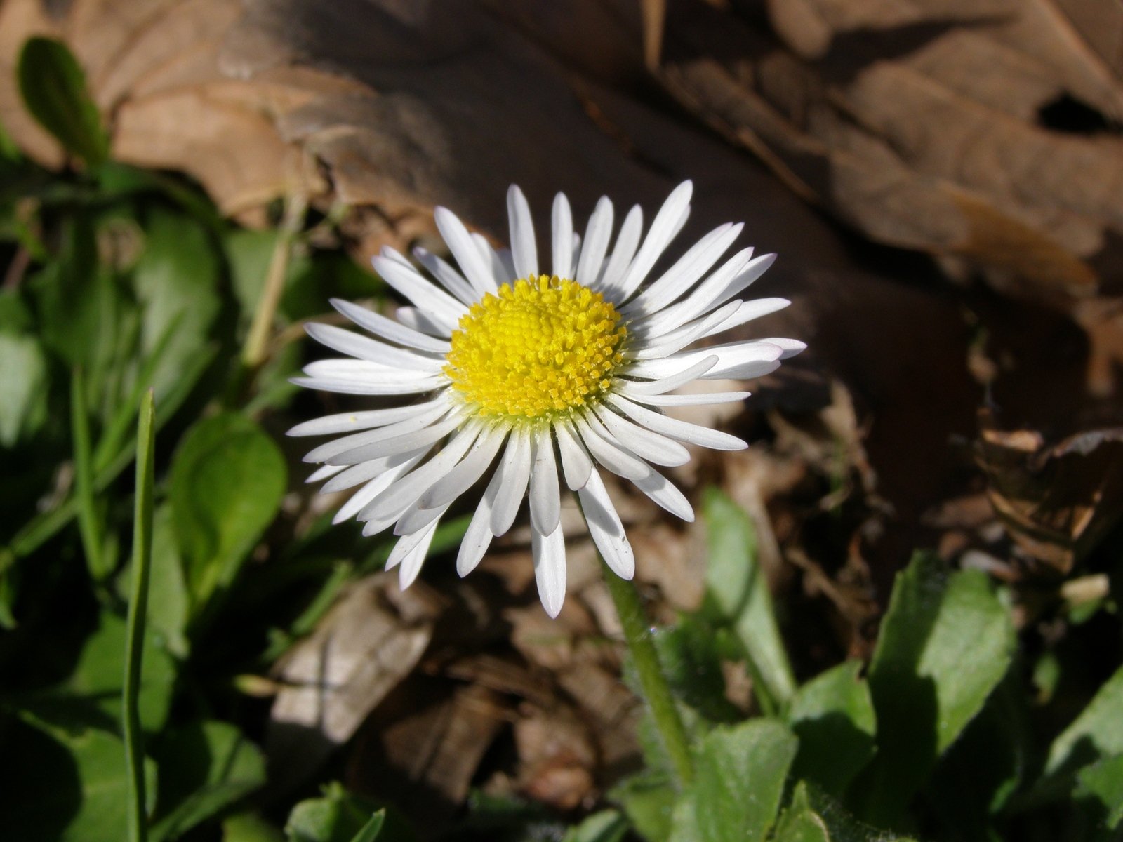 a lone white daisy flower with yellow center