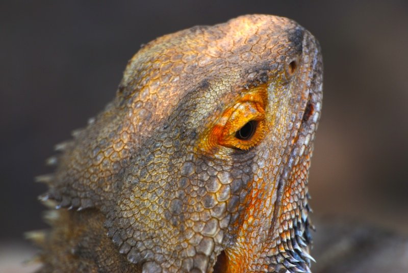 the yellow eye of the lizard looks bright