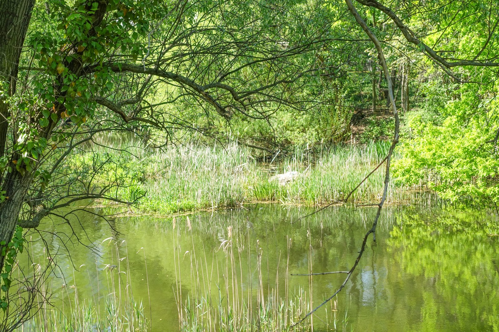 a small pond surrounded by many trees and shrubs