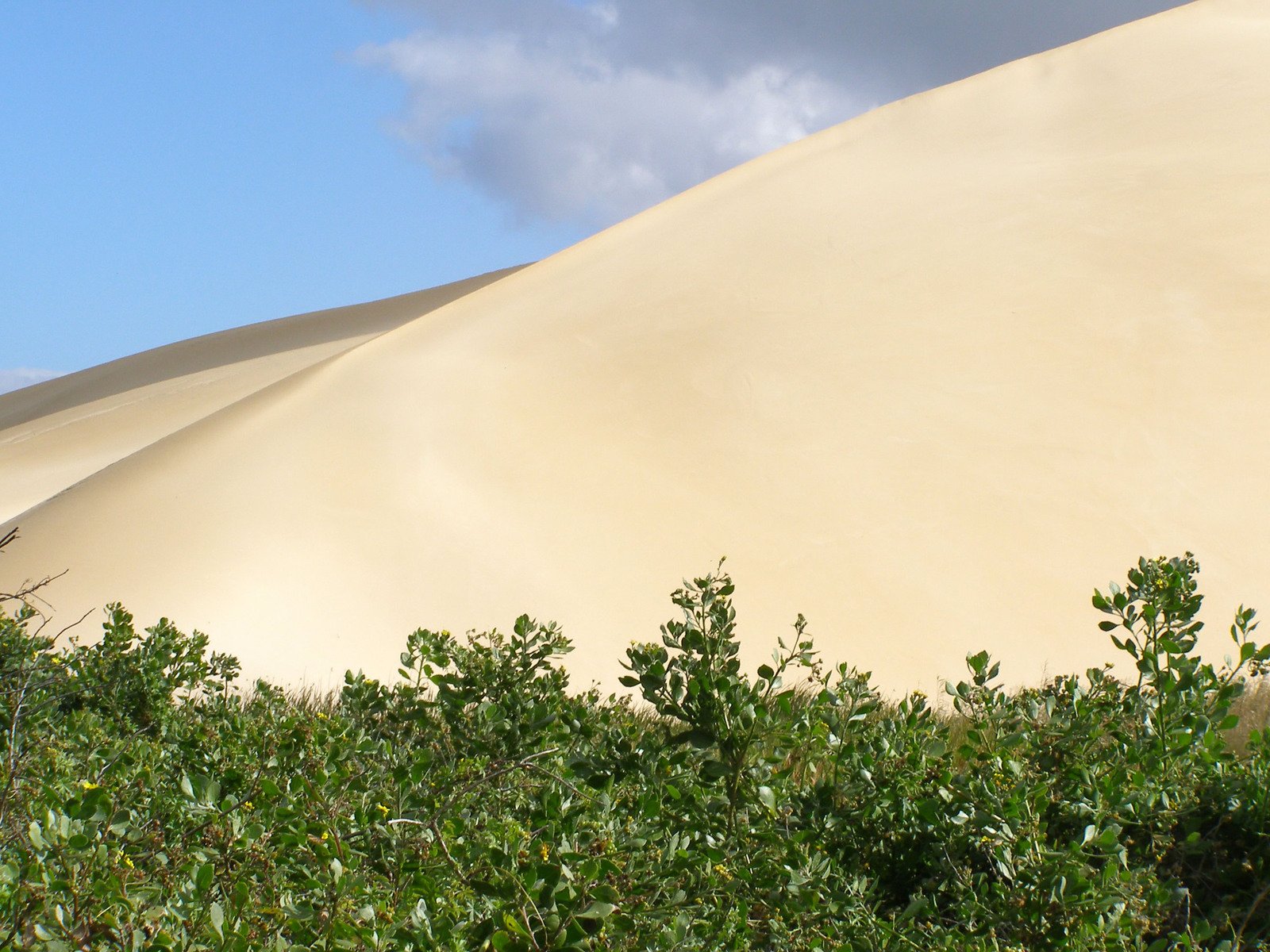 sand dunes and shrubs in a field