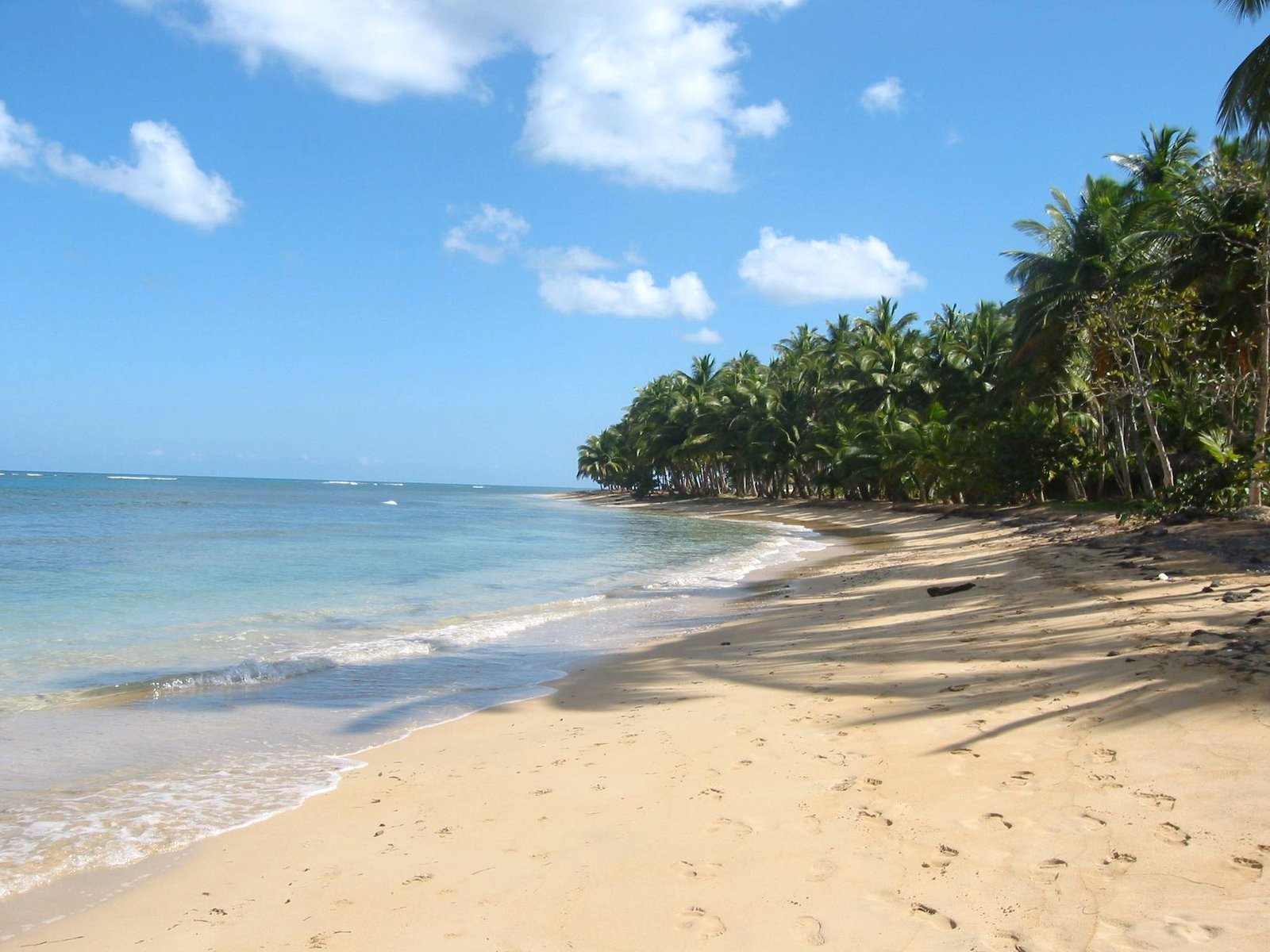 the beach is littered with palm trees and waves