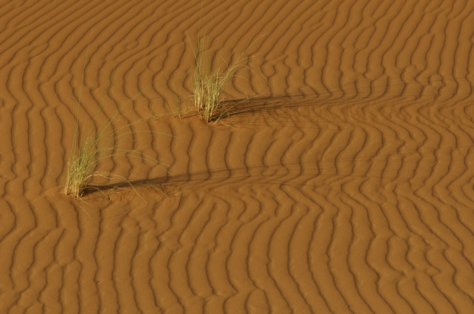 two plants grow from the ground in the middle of a sandy desert