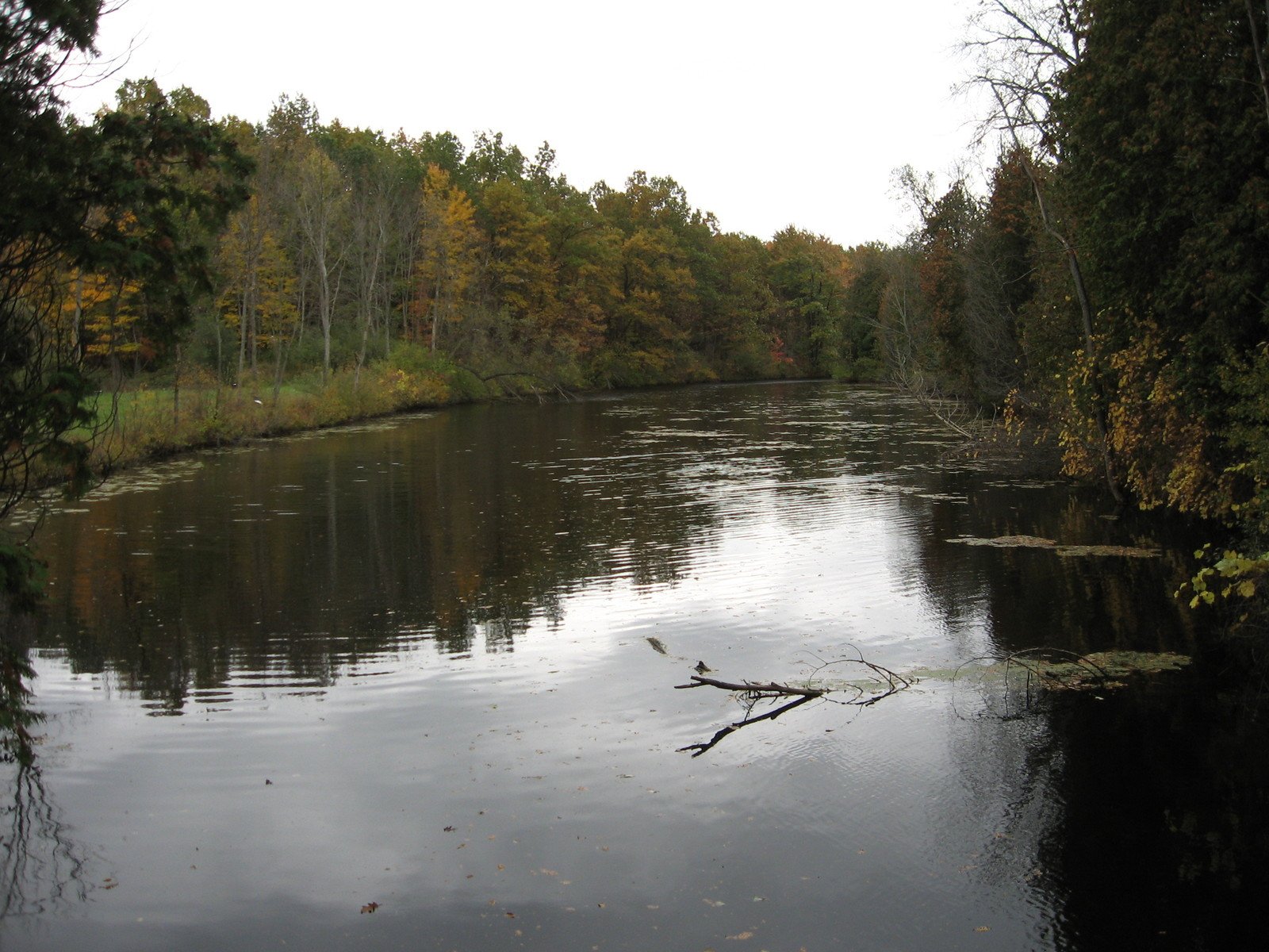 a river running through the forest surrounded by trees