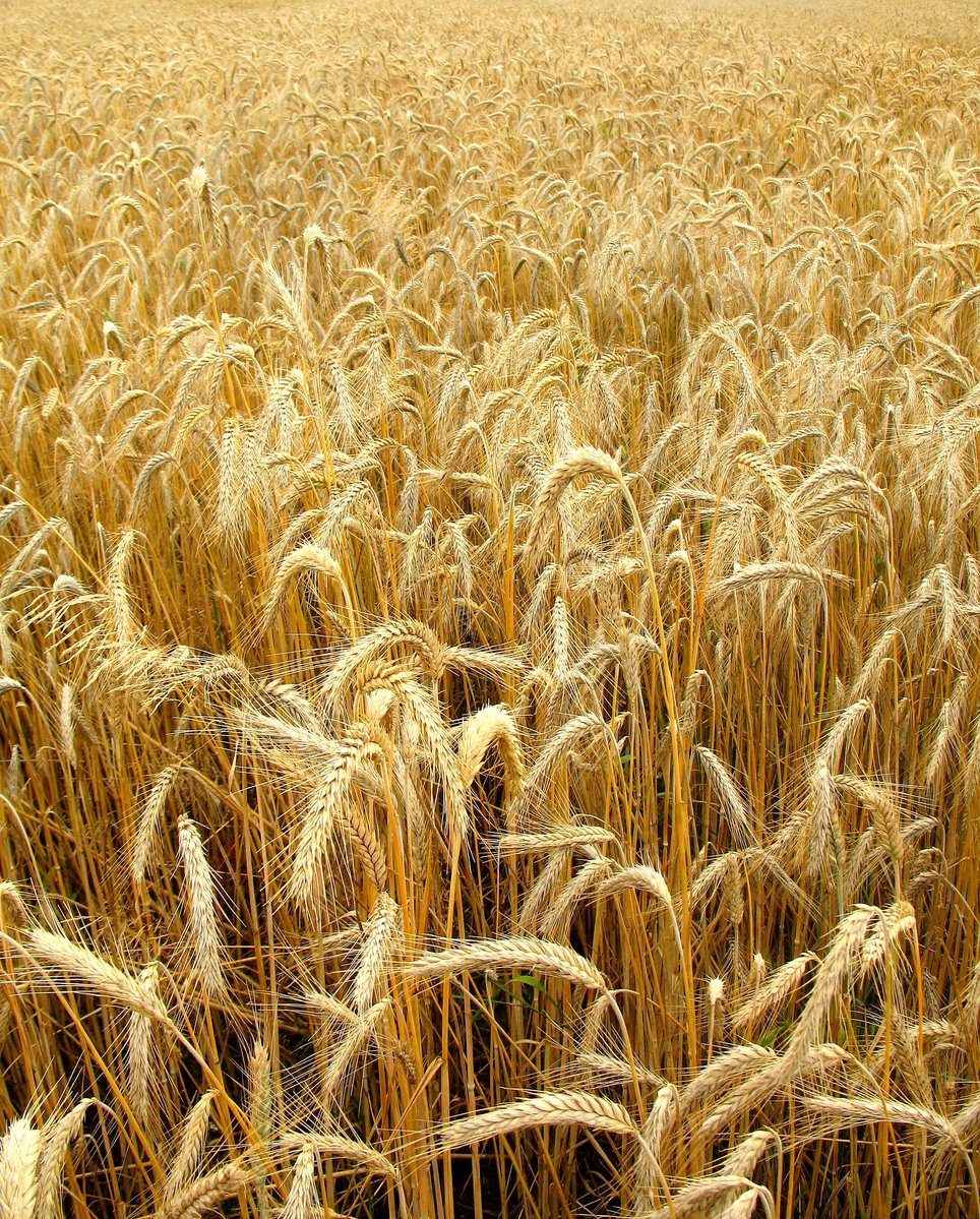 some wheat field is ready to be harvested