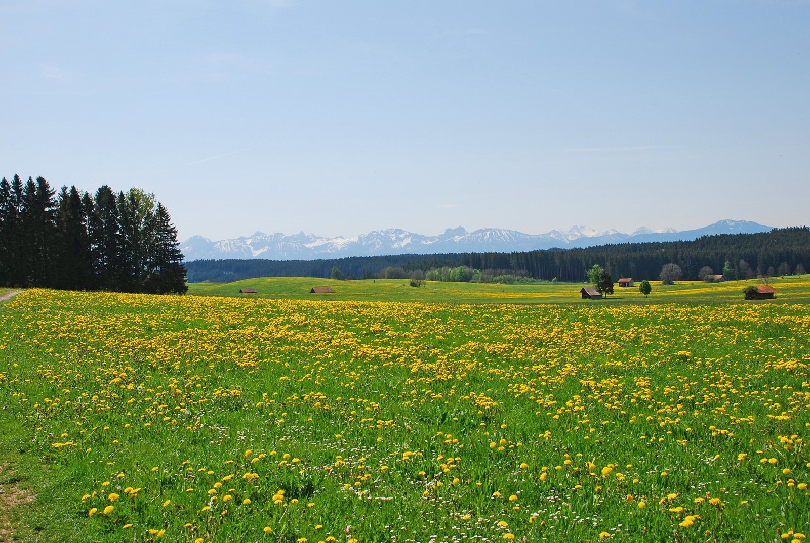 a grassy field with yellow flowers in the foreground