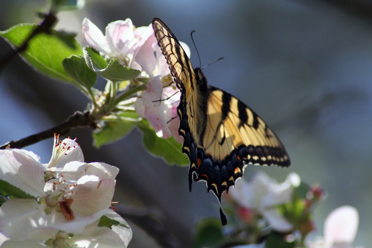 a erfly on a nch in blooming apple trees