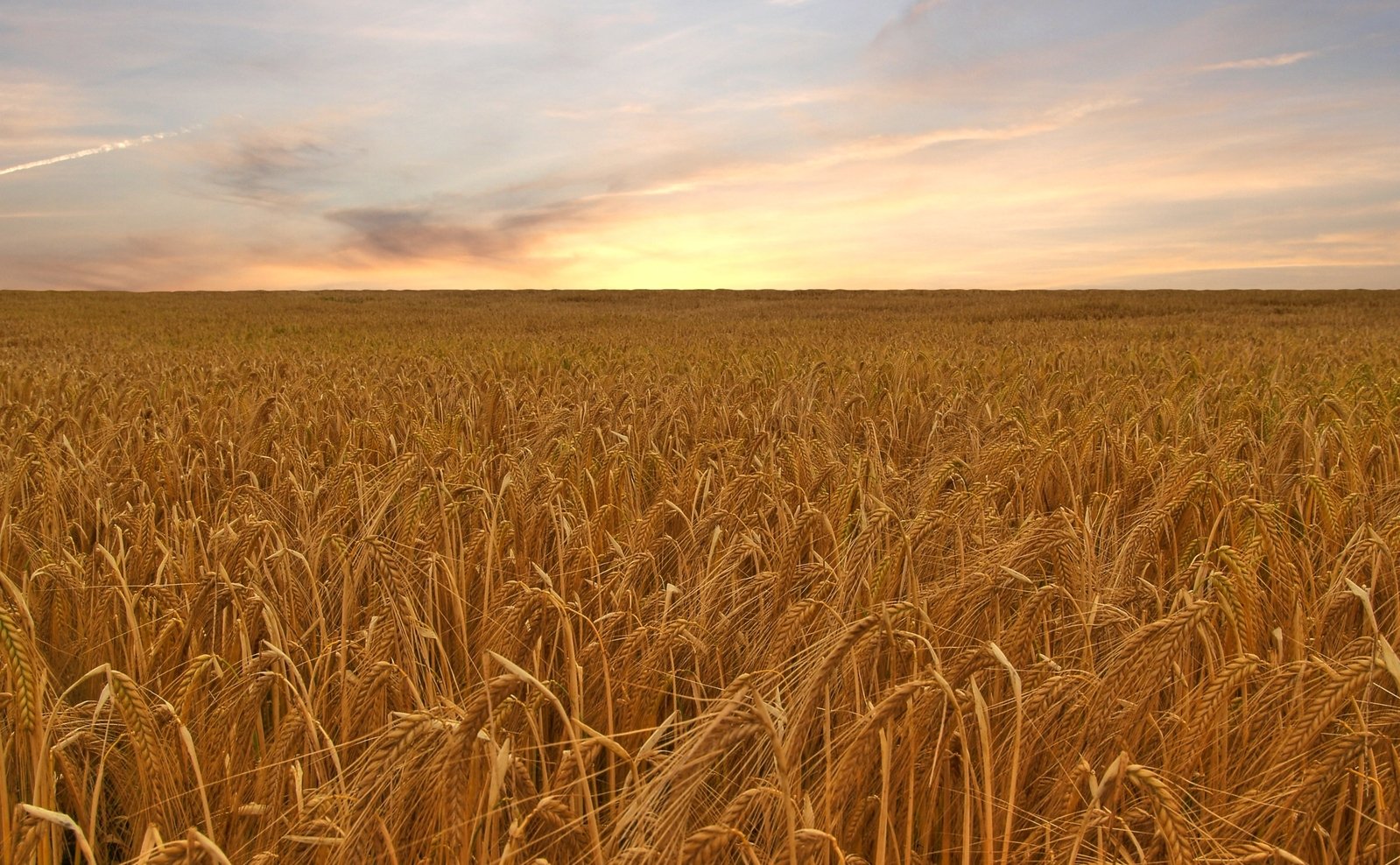 a field of wheat at sunset in the middle of the day