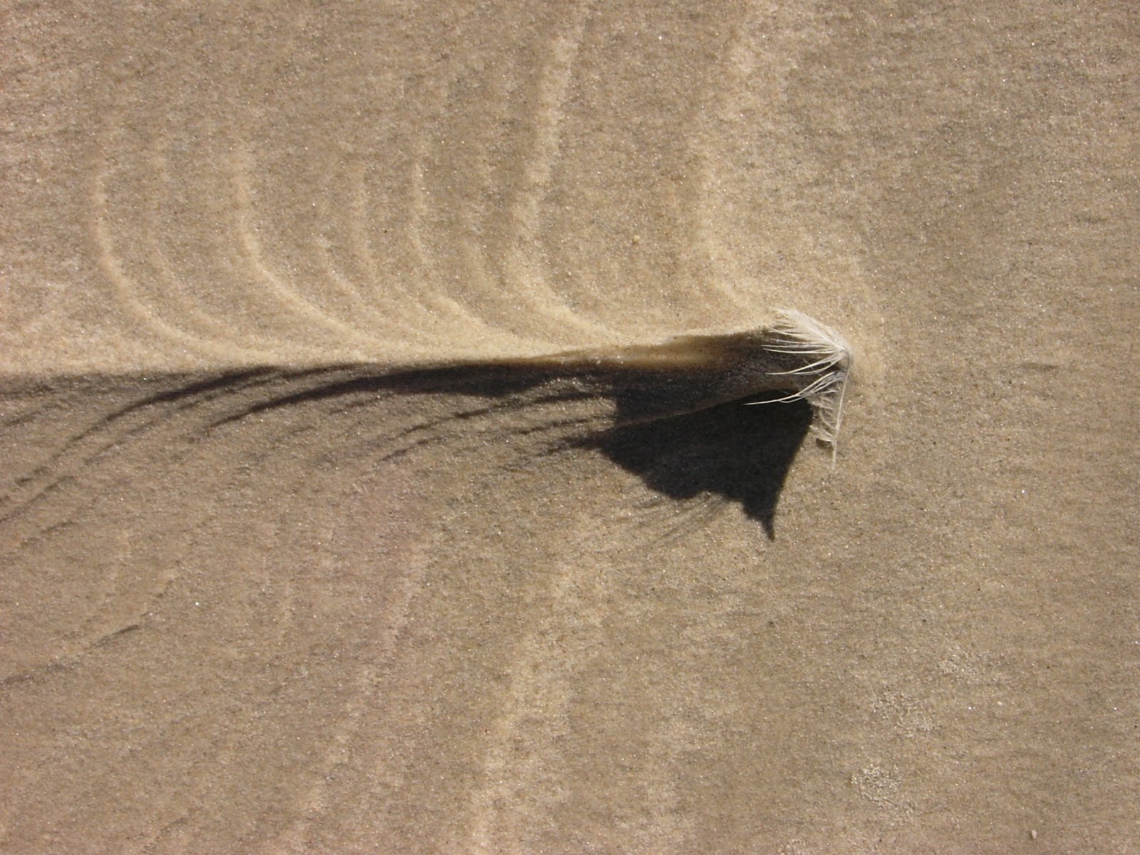 the shadow of a bird on sand with the tail sticking out of it's feet