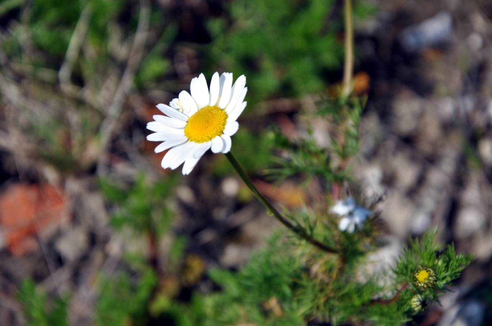 a single daisy that is standing out in the ground