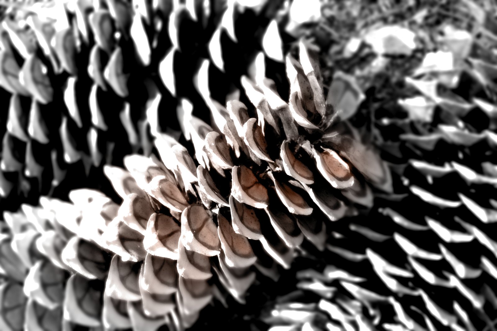 pine cones with many thin needles lying on them