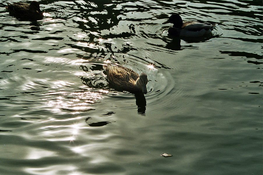 two ducks swimming in a lake next to each other