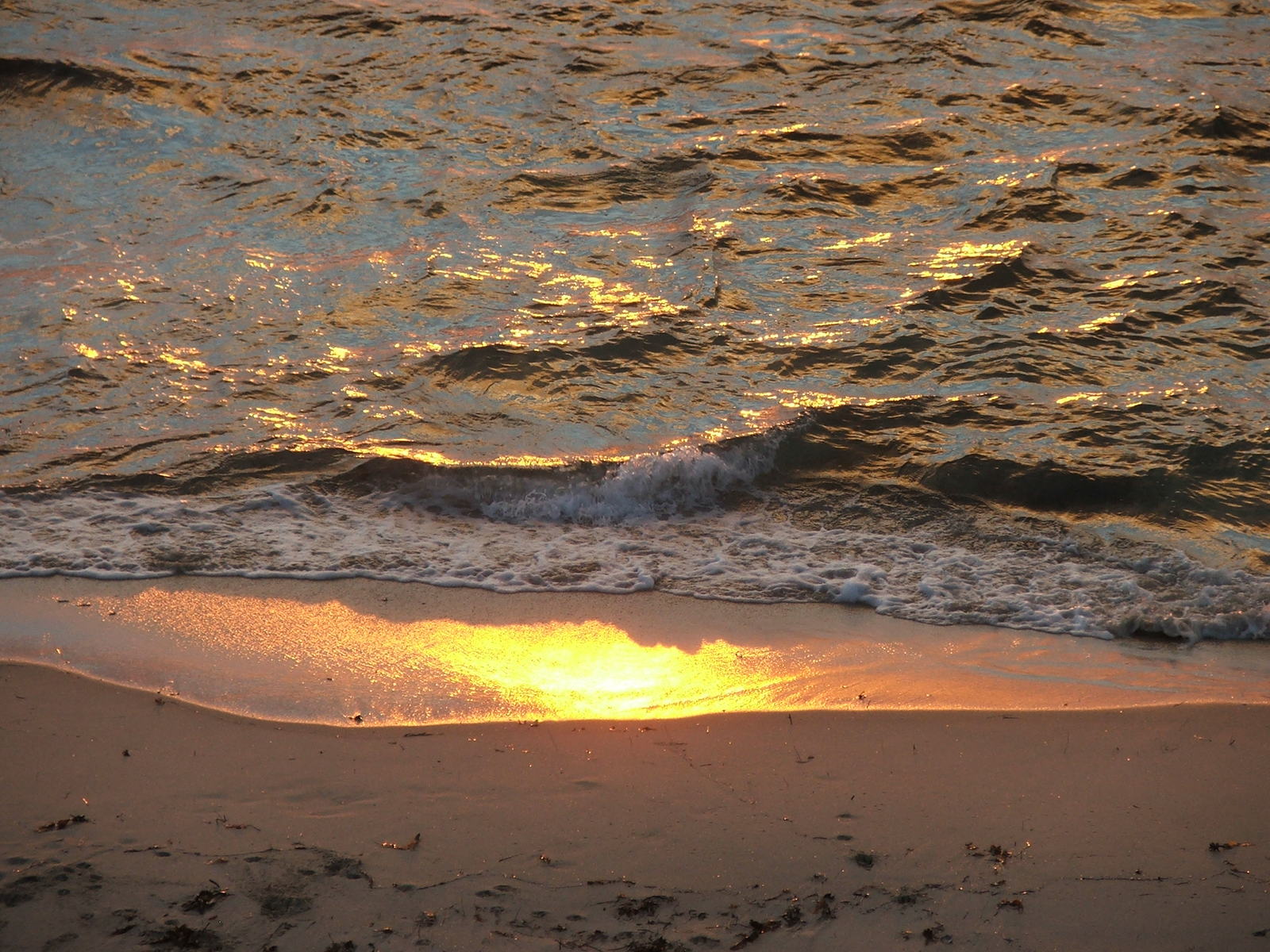 a bird is standing on a sandy beach