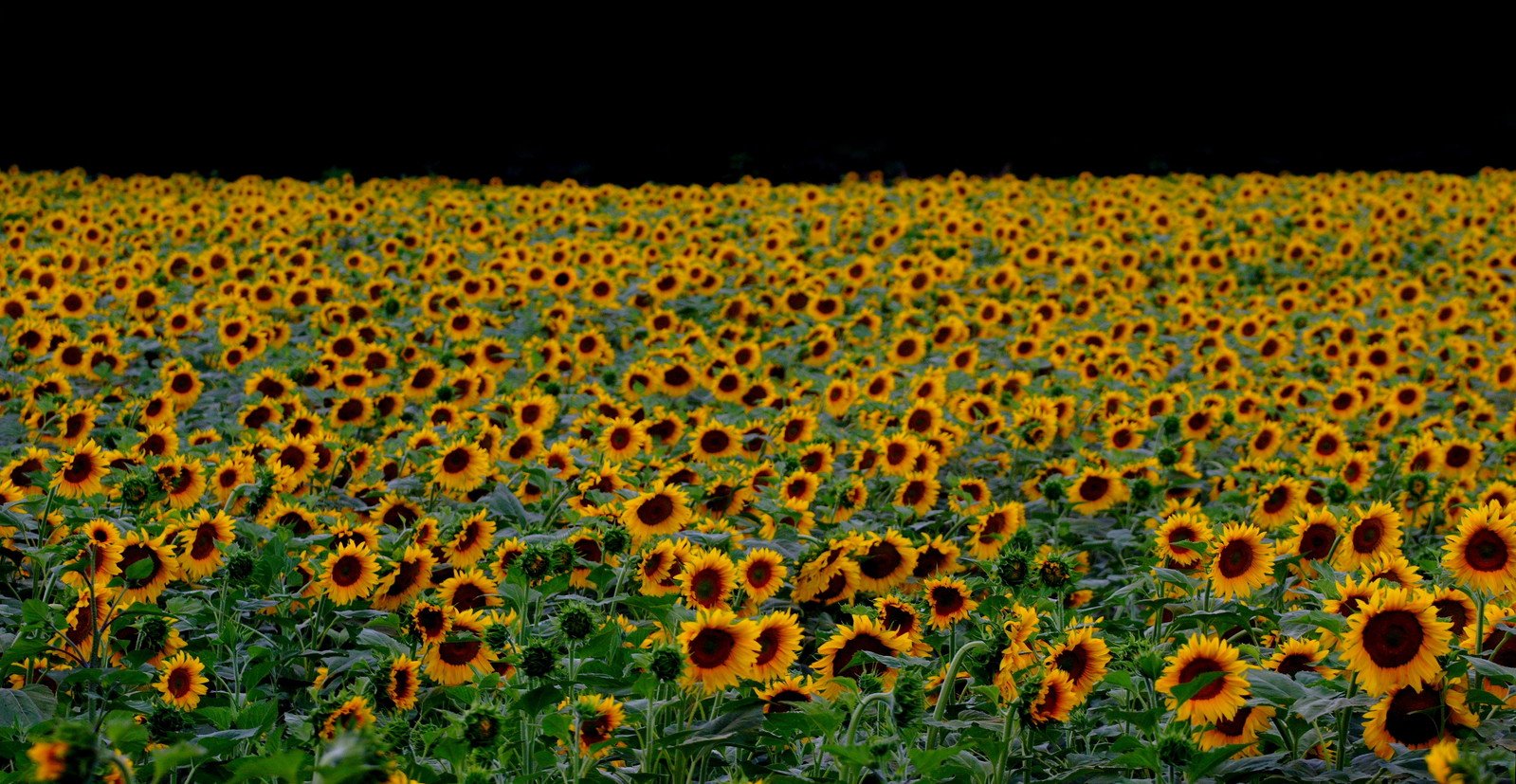 a large field of sunflowers in full bloom