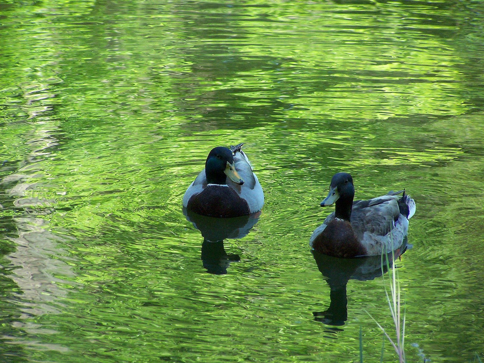 two ducks are floating down the green water