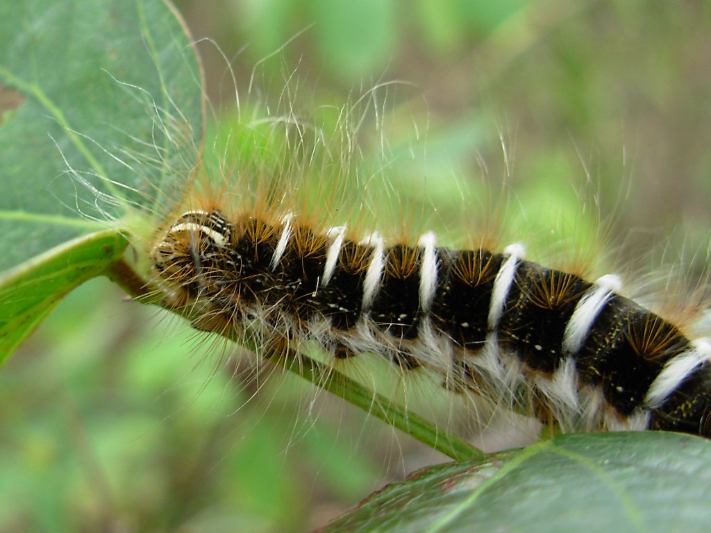 a caterpillar moving along the side of a green leaf