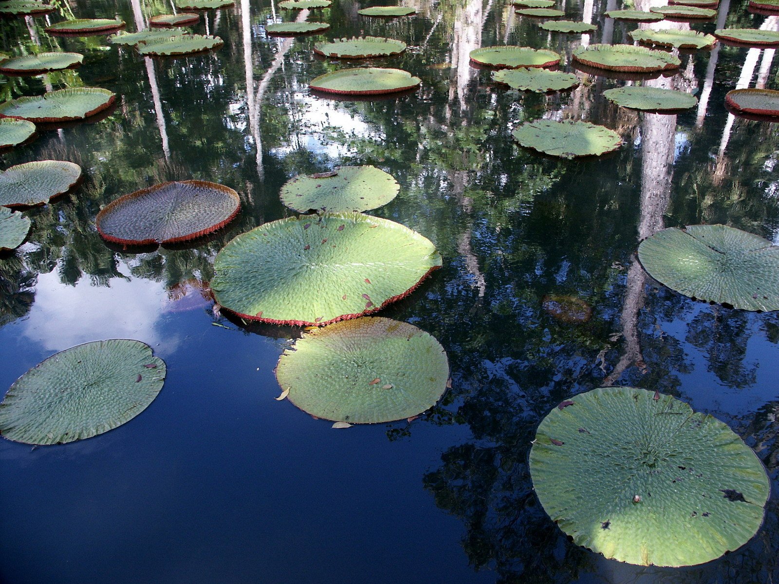the view from above, there are lots of lily pad in the water