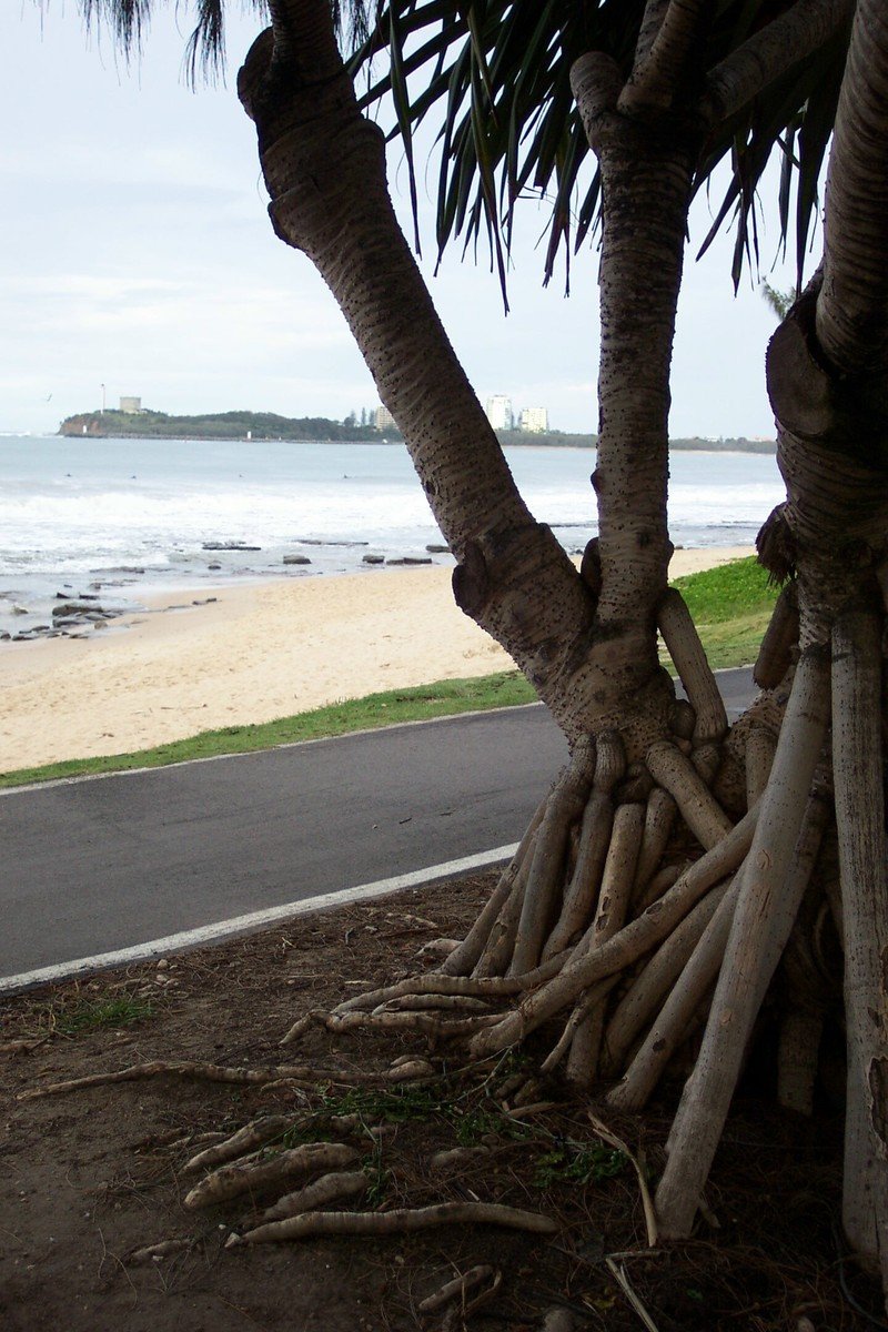 palm trees with roots grow out of sand next to the ocean