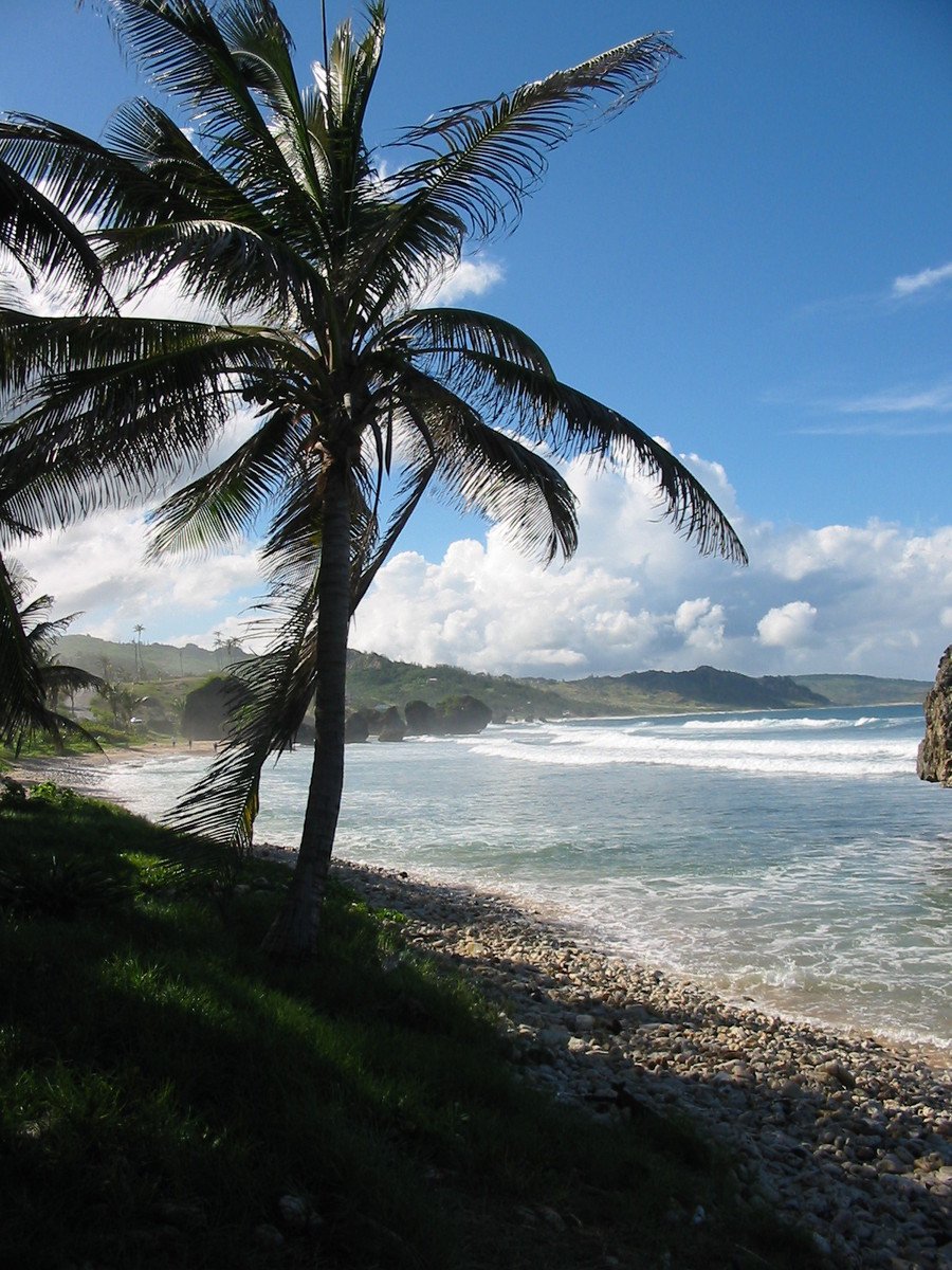 a palm tree and the beach with turquoise water