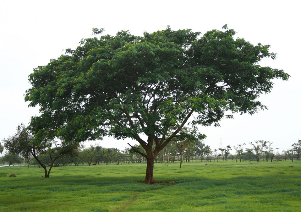 a giraffe standing in a grass field under a large tree