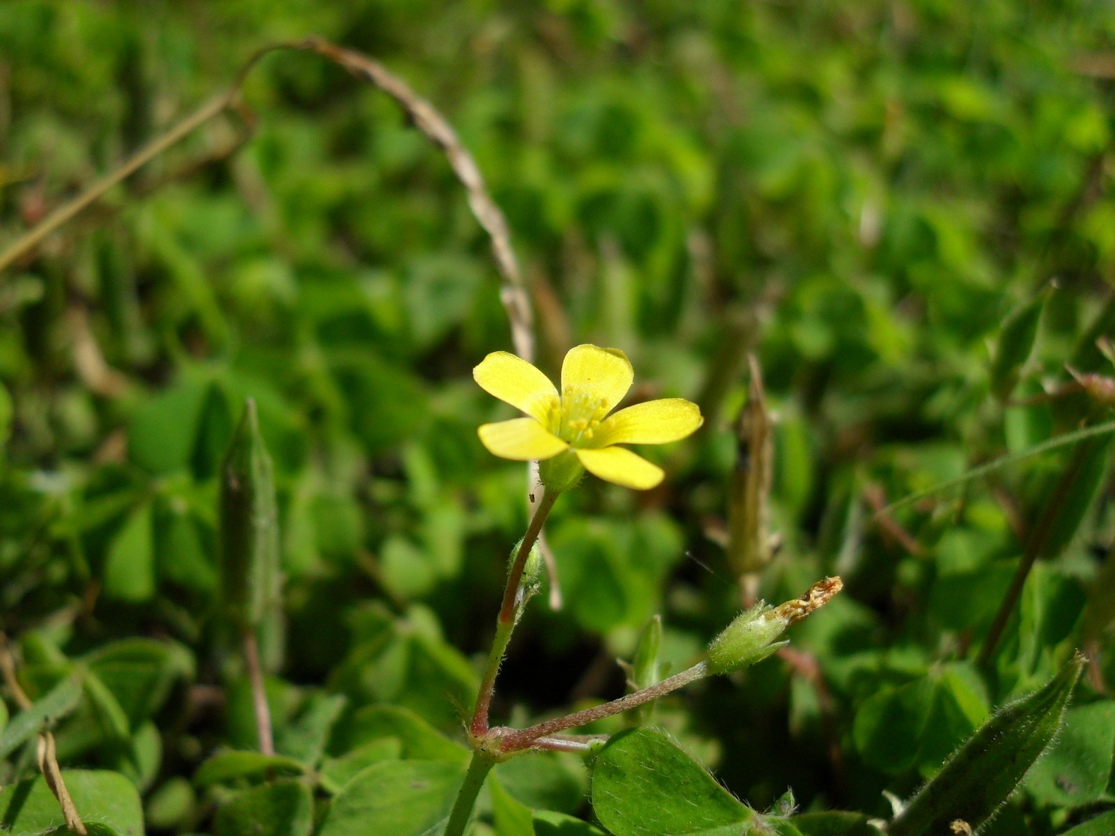 a small yellow flower growing out of some green plants