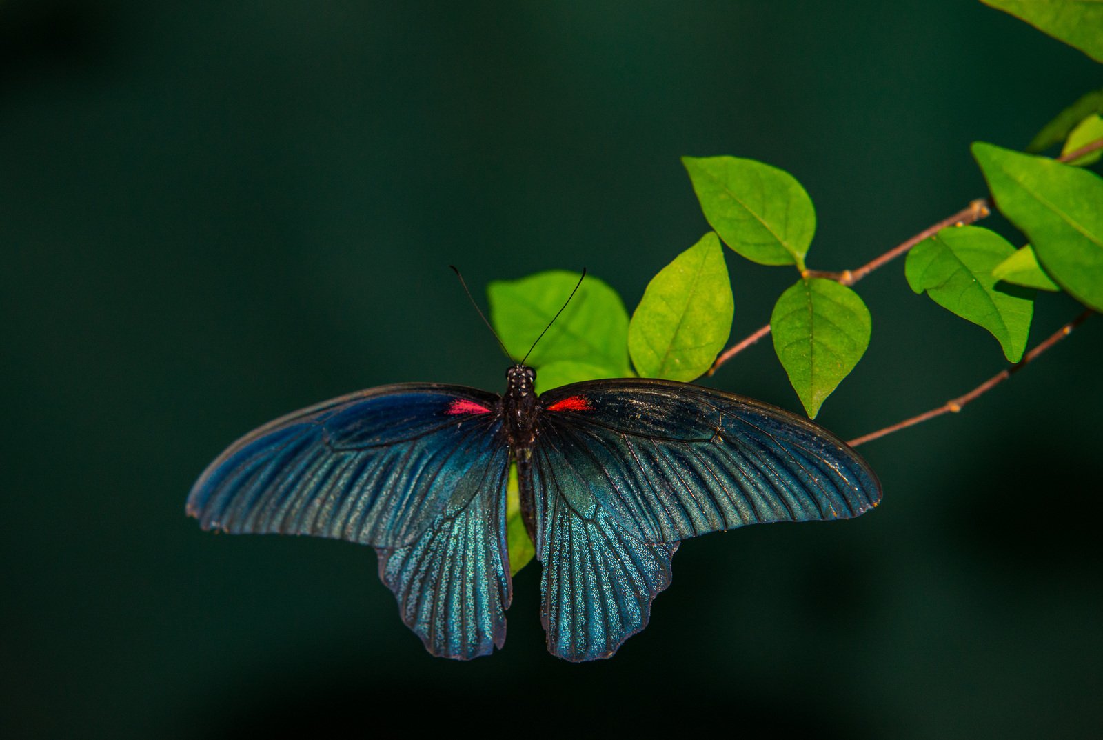 a blue erfly sitting on top of a green leaf covered nch