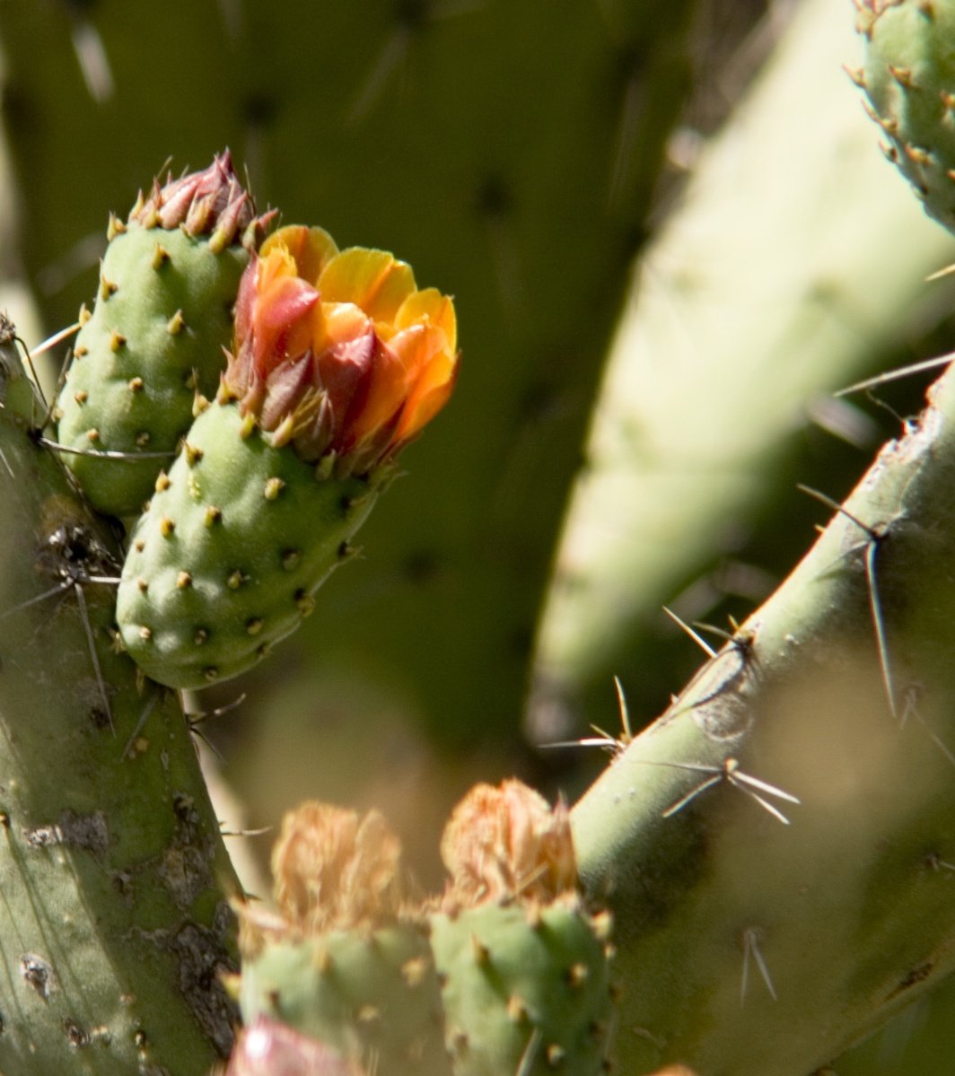 cactus flower blooming in the desert surrounded by other plants