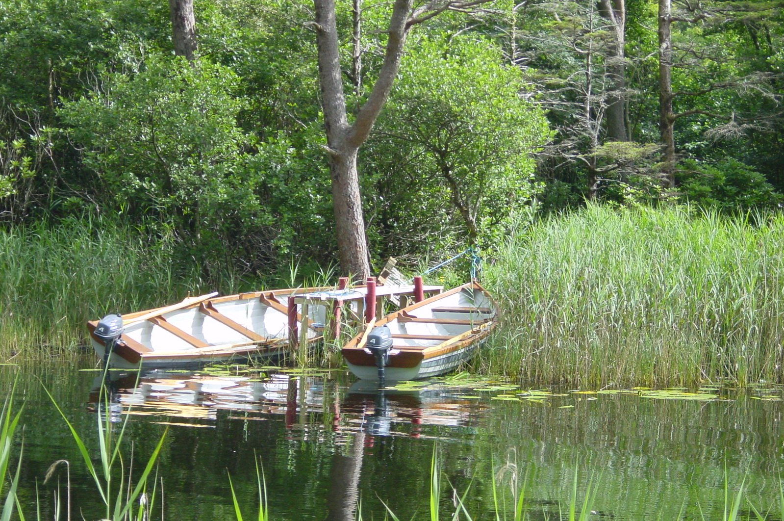 a small boat anchored to a tree in a lake