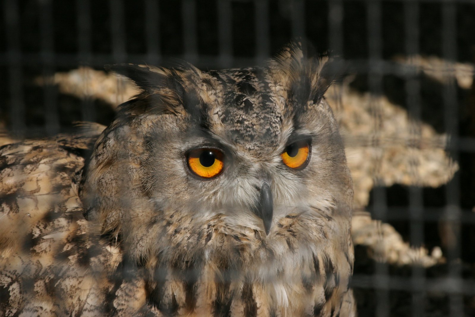 an owl with bright orange eyes looking behind a wire fence