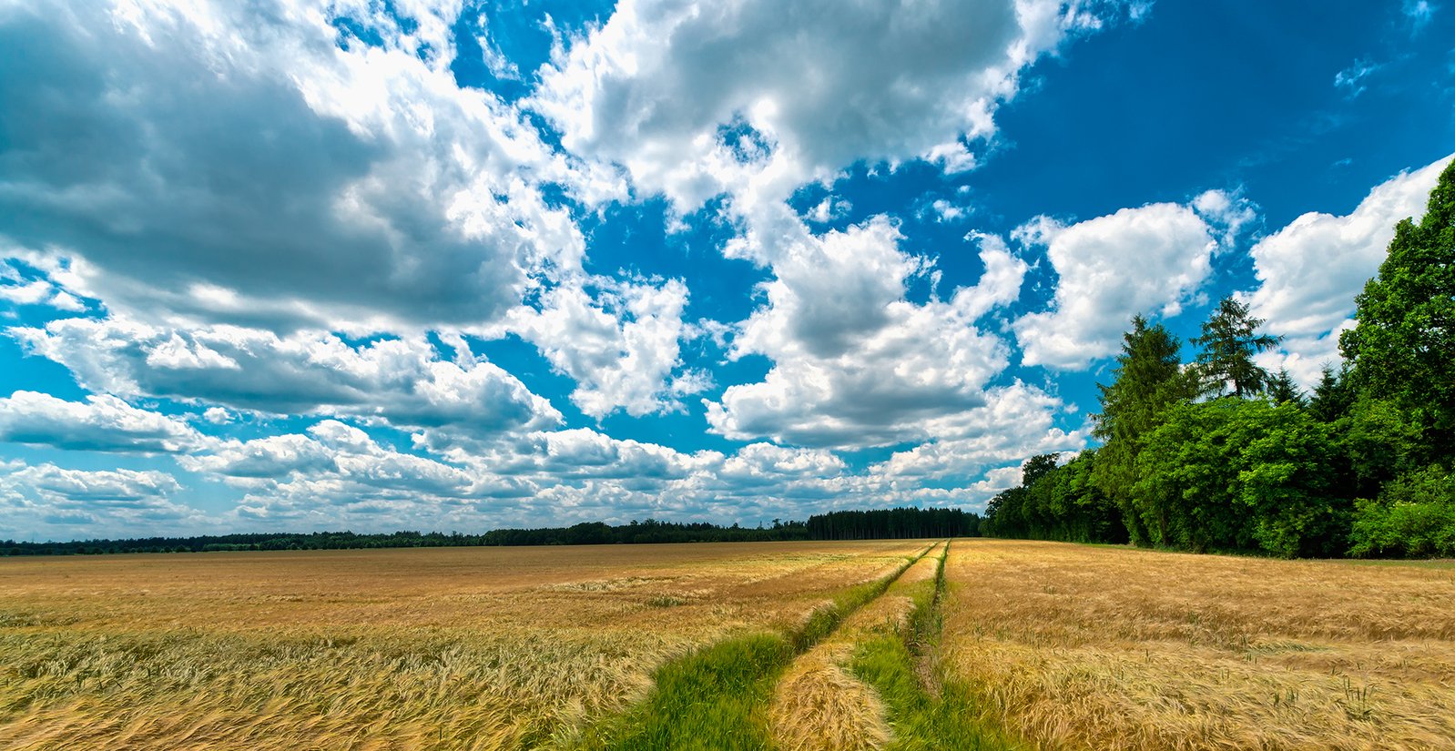 a field with some grass a tree and clouds