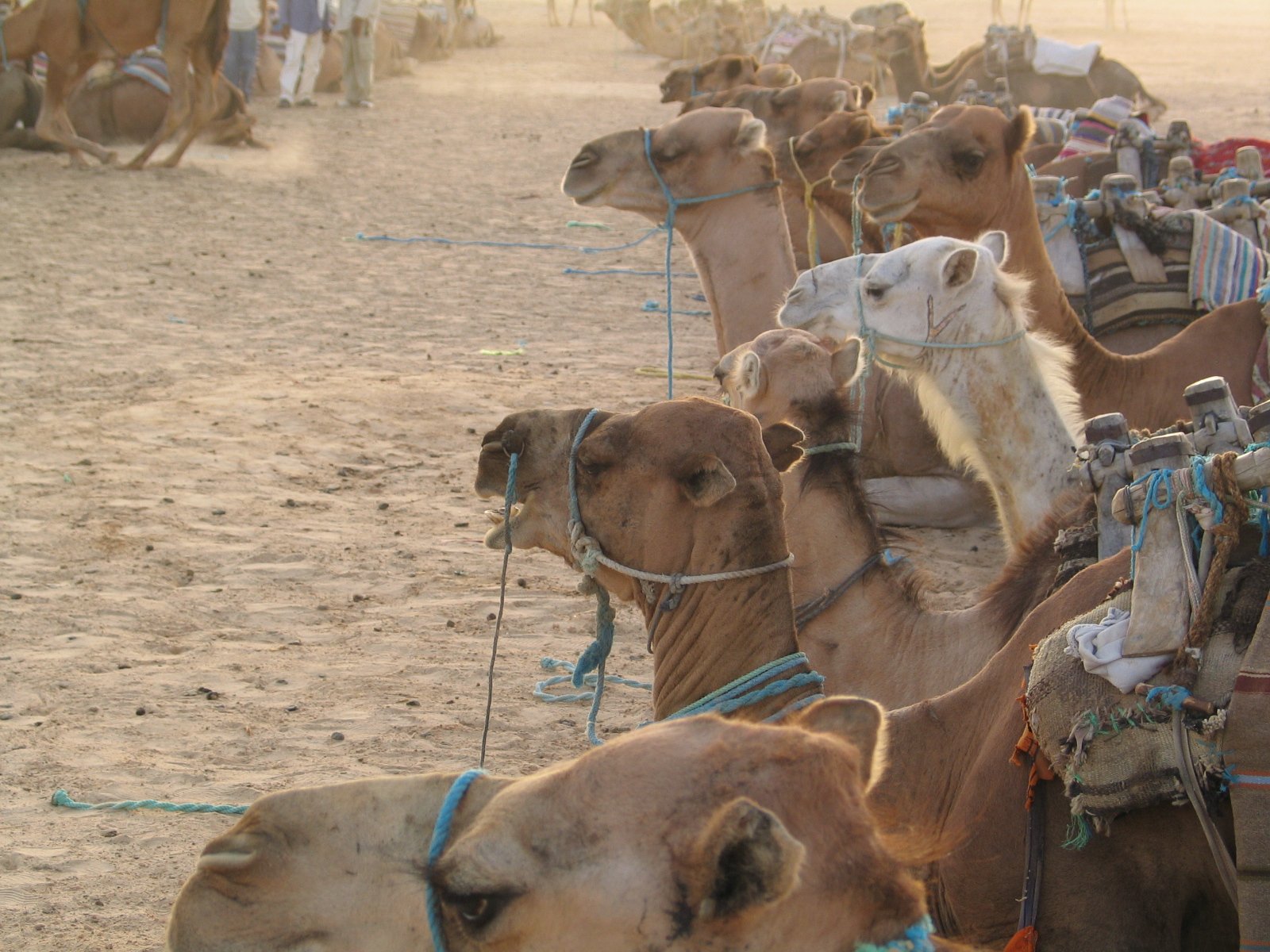 a line of camels with saddles attached