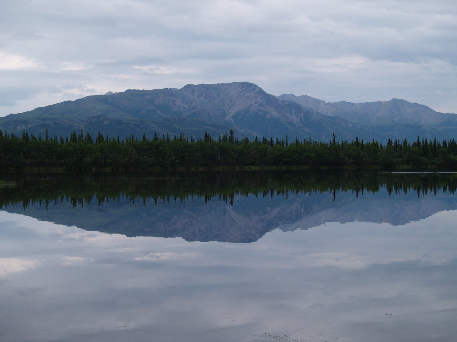 some green bushes and trees by a body of water