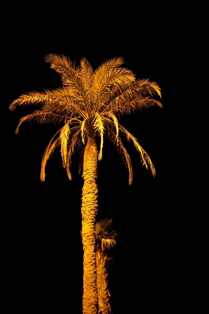 palm tree lit up at night with bright light