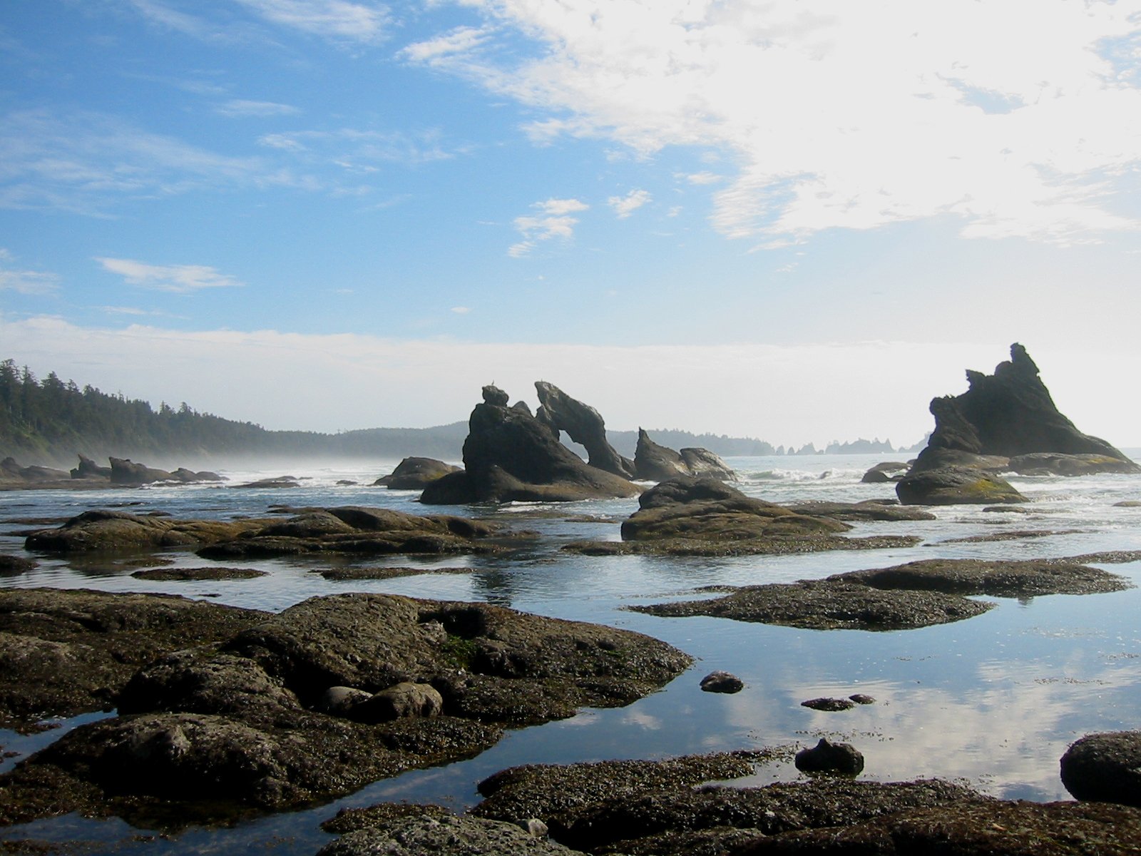 many rocks in the water on a beach with trees in the background