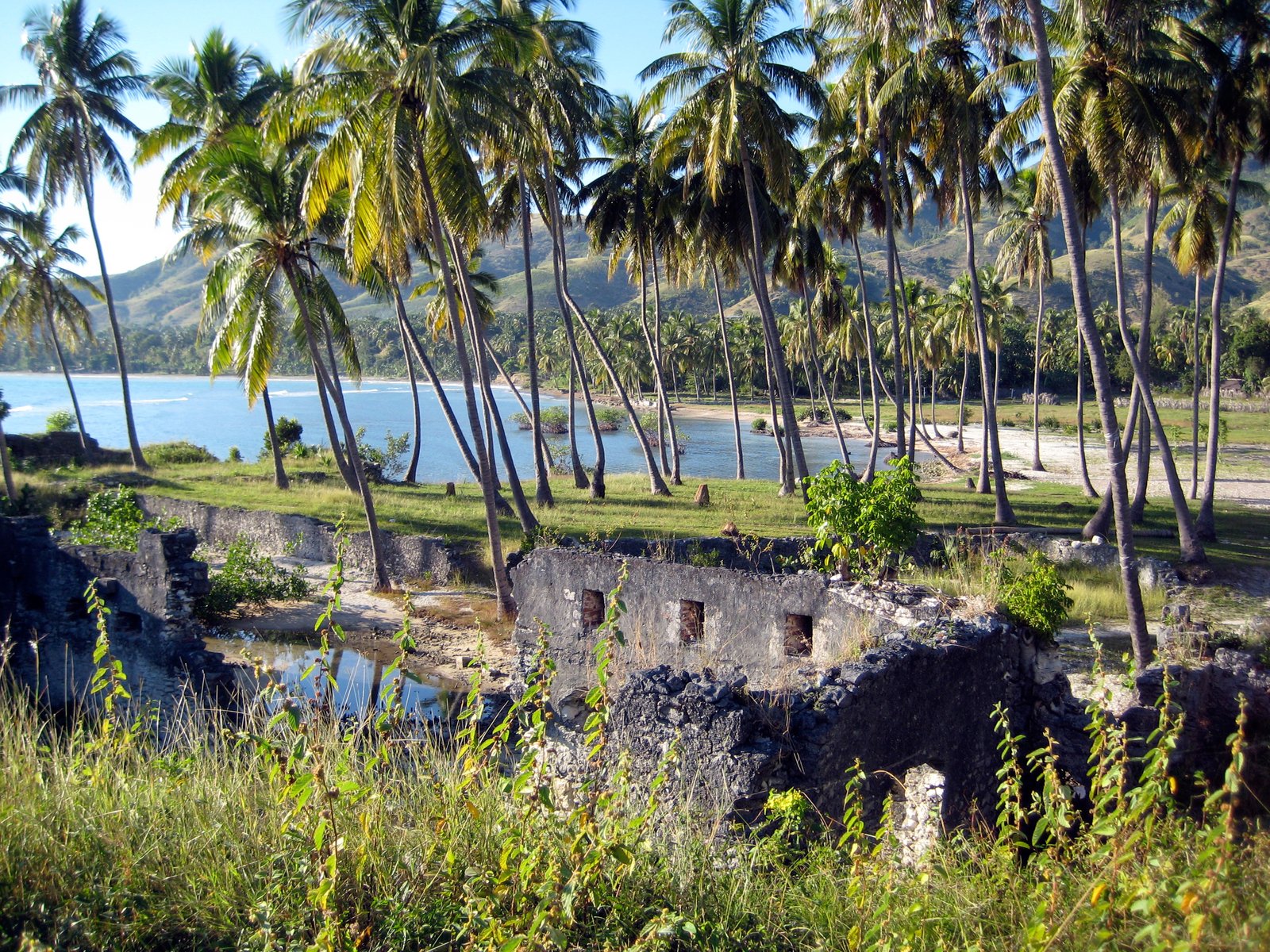 palm trees surround the ruins of an ancient village