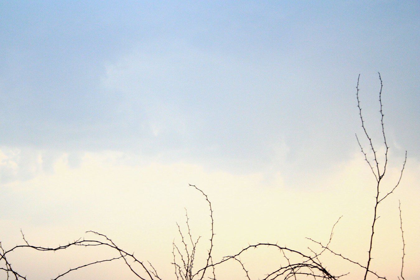 a couple birds flying in the blue sky