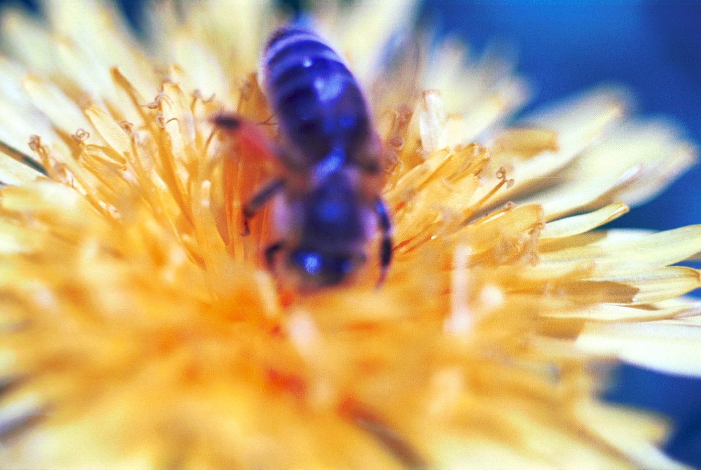 a bee is sitting on a yellow flower