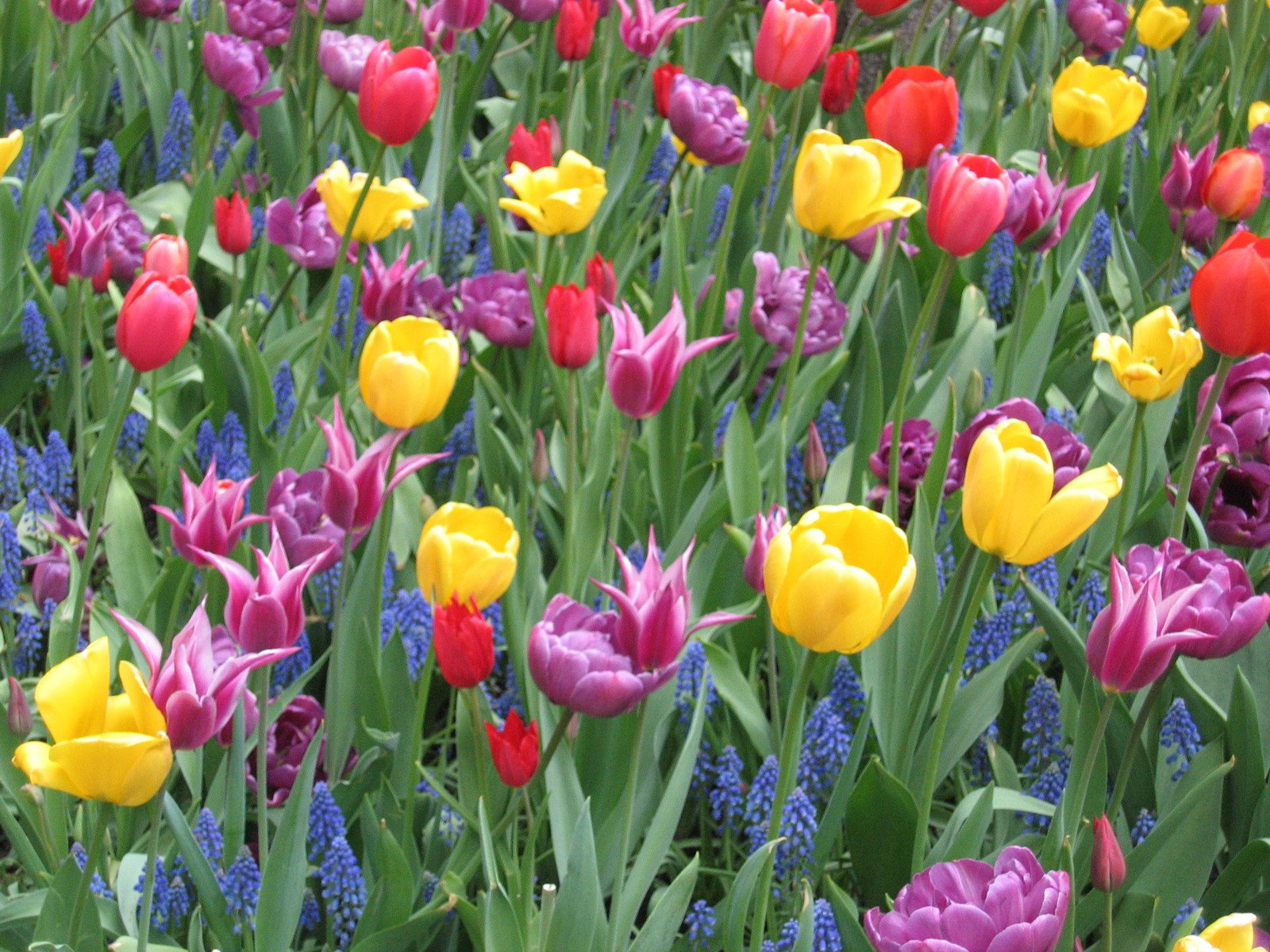 colorful flowers in a garden with many blooming ones
