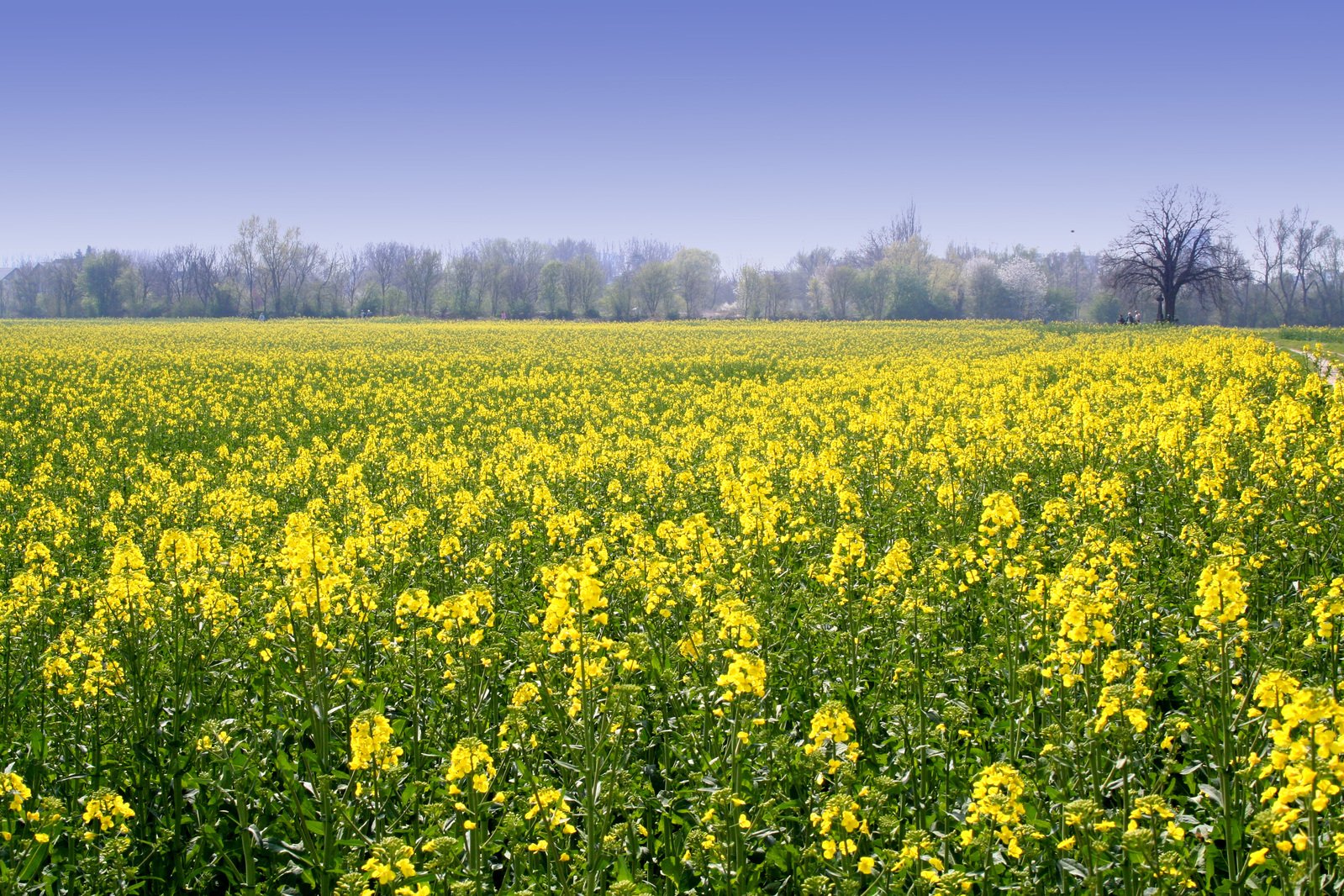 yellow flowers in a field next to trees