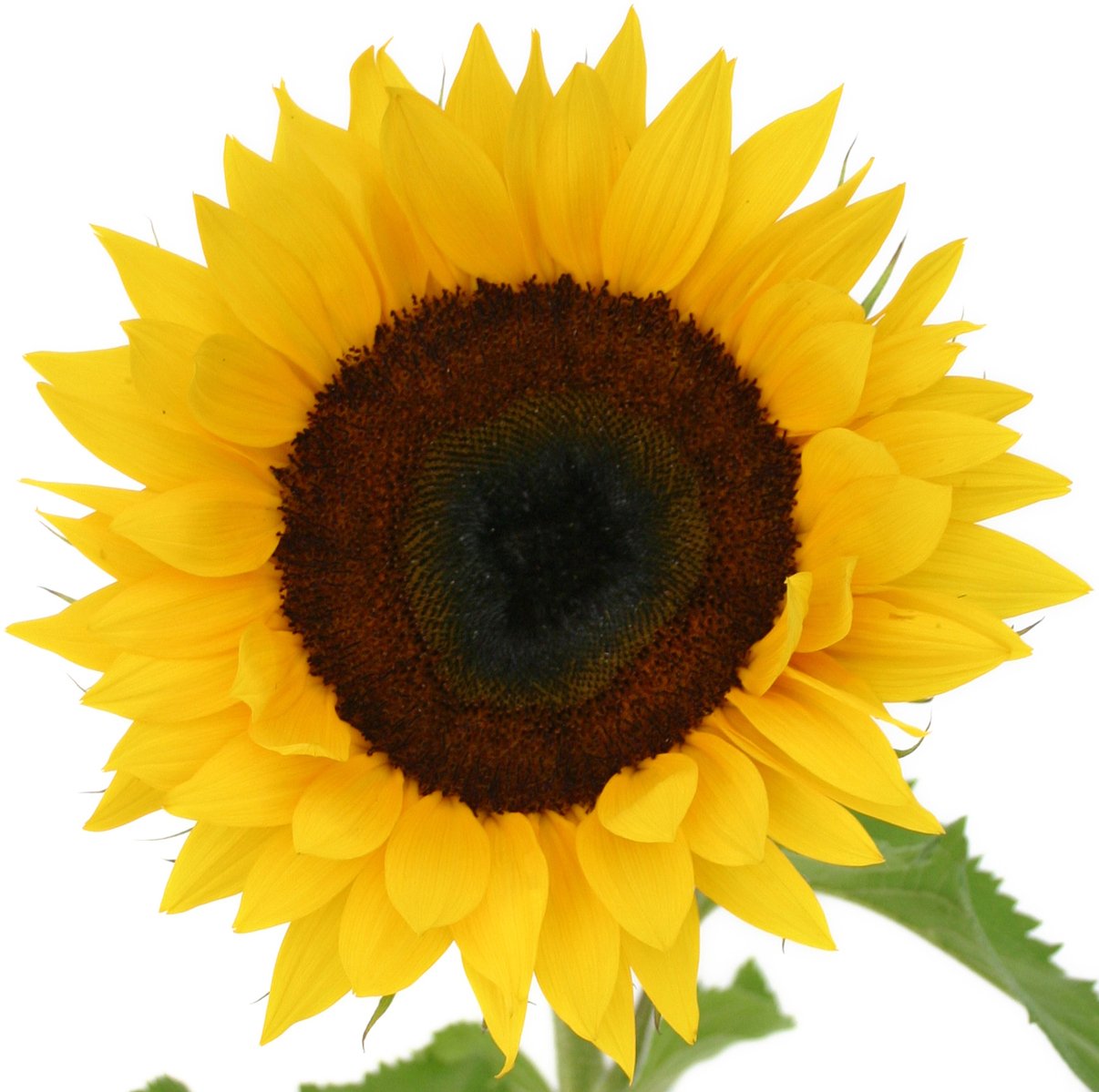 a large sunflower is surrounded by green stems