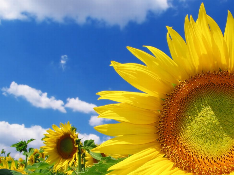 sunflowers in the middle of an open field with a blue sky