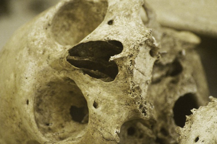 the bones of some animals are seen with a sepia toned background
