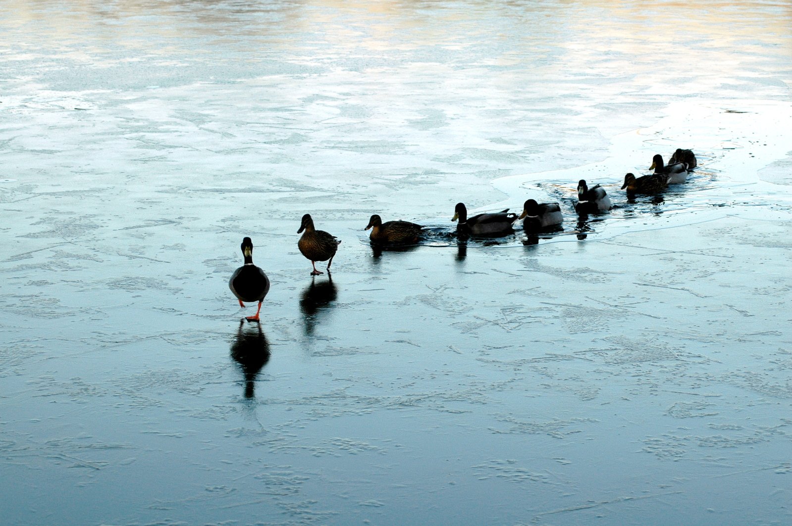 ducks walking on ice and in the snow